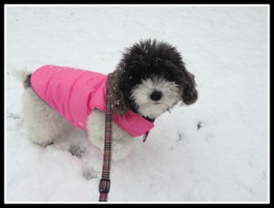 Love playing in the snow!