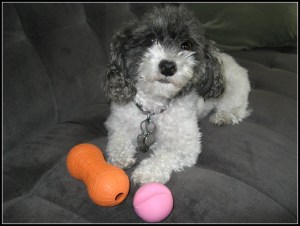 Which one to choose?  Read all about my favorite toys.