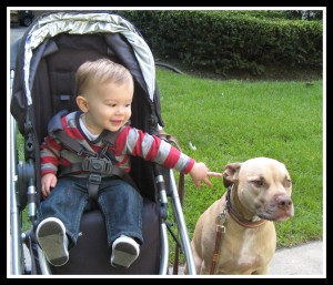 My friend Riley, the Staffordshire Terrier with his "brother" Mason
