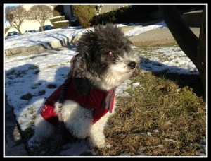 Sporting another one of my new winter jackets