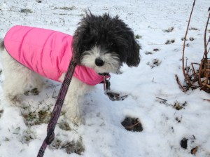 Watching the snow plow go by 